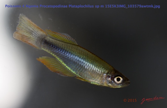 030 Poissons 4 Ngoma Procatopodinae Plataplochilus sp m 15E5K3IMG_103579awtmk.jpg